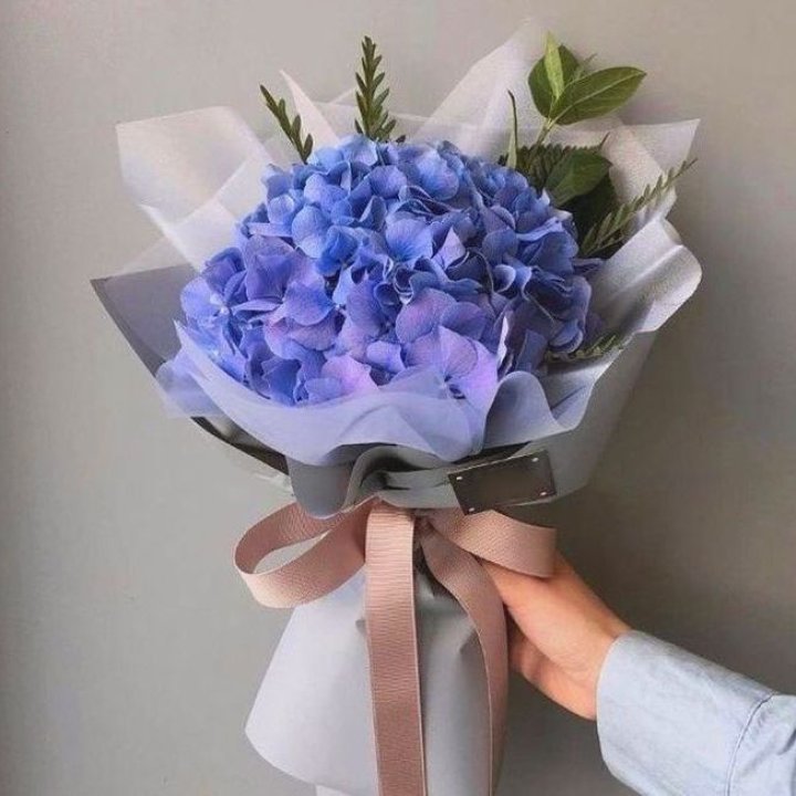 Гортензия голубая в Йошкар-Оле