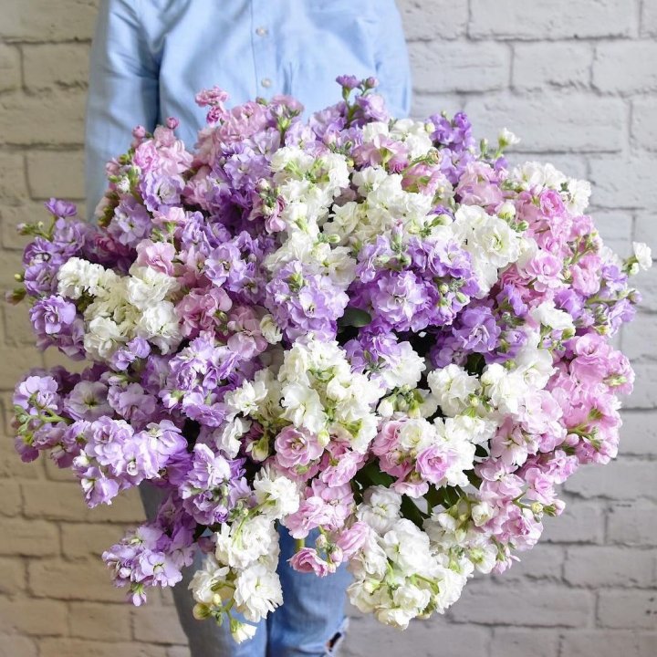 Облако маттиол в Йошкар-Оле