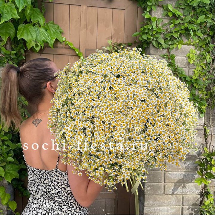 101 ромашка в Йошкар-Оле