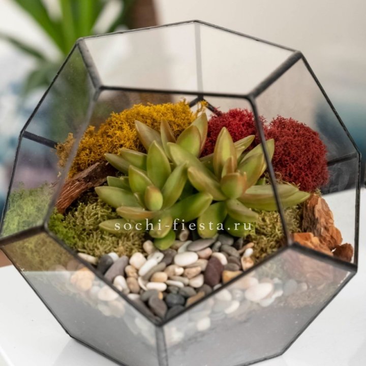Флорариум “Додекаэдр” с суккулентом Седум в Йошкар-Оле