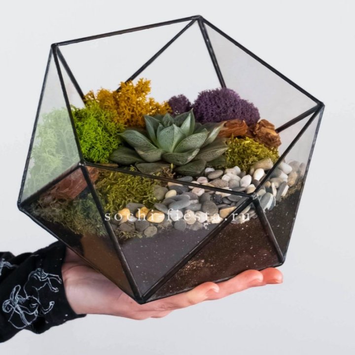 Флорариум “Икосаэдр” с суккулентом Каменная Роза в Йошкар-Оле