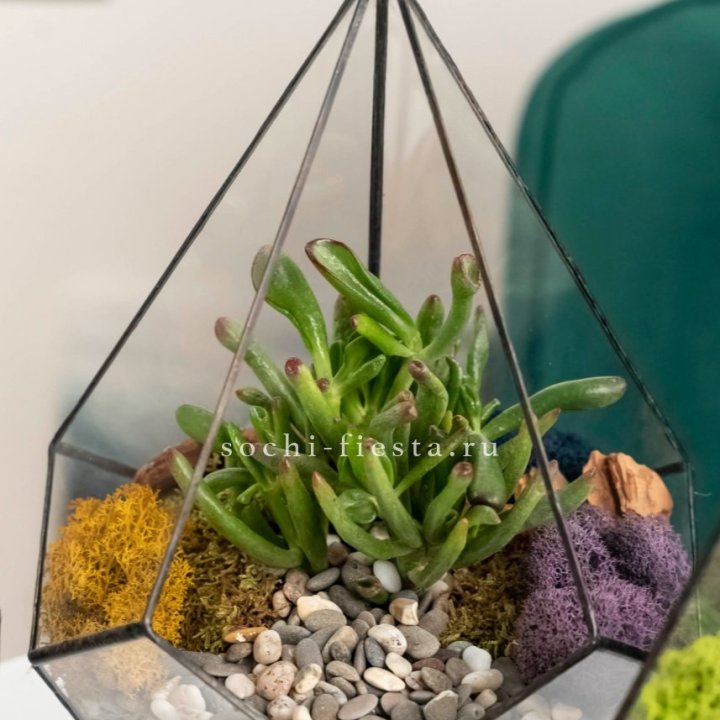 Флорариум “Капля” с суккулентом Крассула Хоббит в Йошкар-Оле