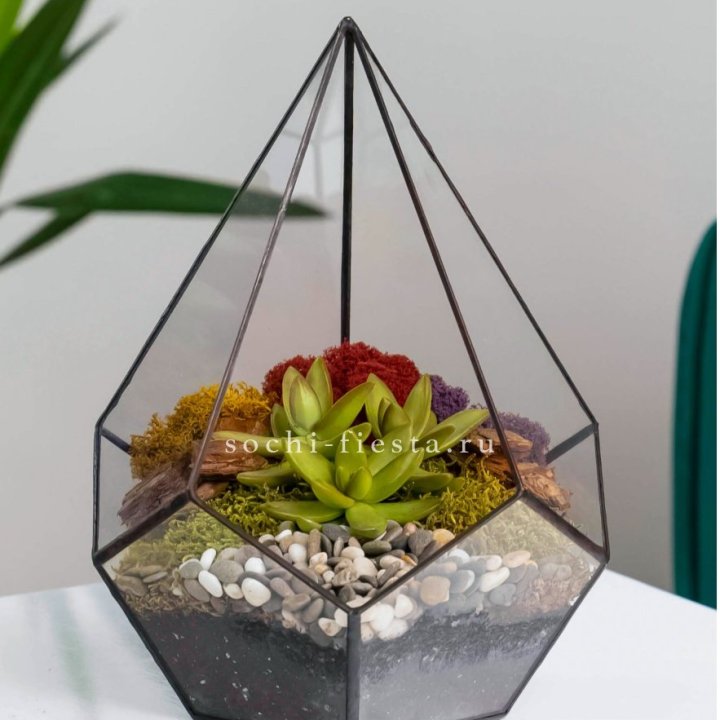 Флорариум Капля с суккулентом в Йошкар-Оле