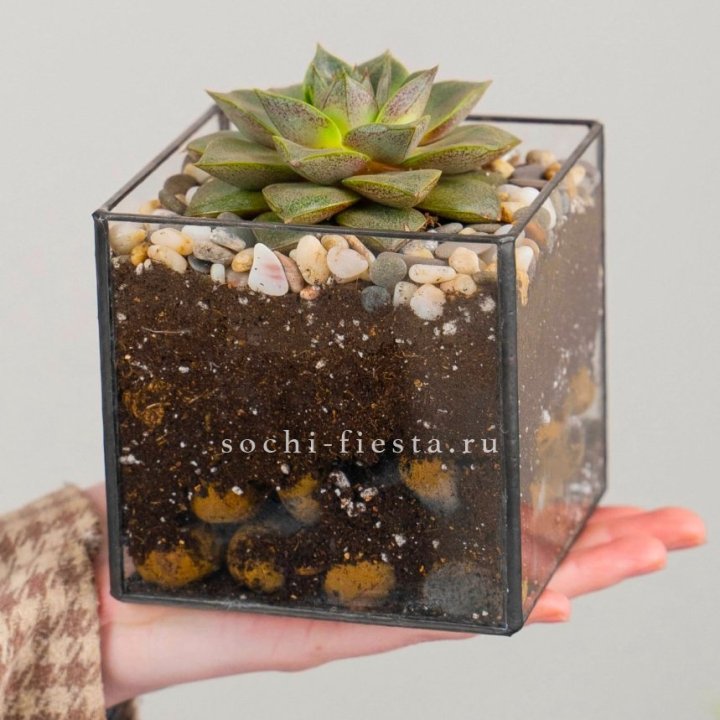 Флорариум Кубик с суккулентом Каменная роза в Йошкар-Оле