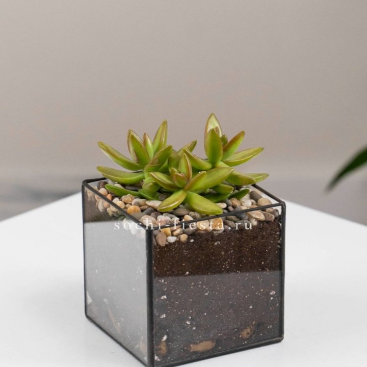Флорариум Кубик с суккулентом Седум в Йошкар-Оле