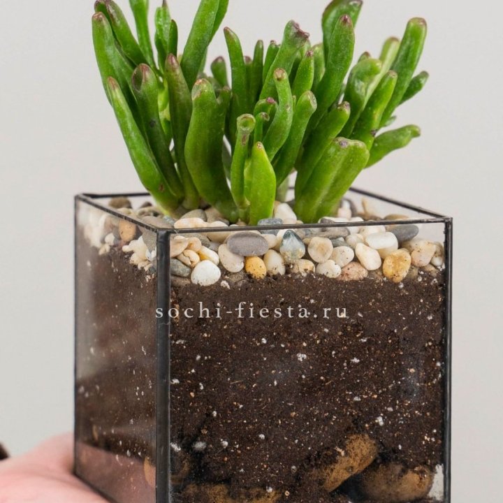 Флорариум Кубик с суккулентом Хоббит в Йошкар-Оле