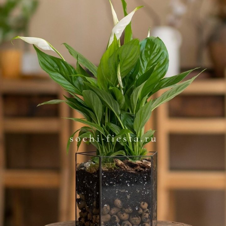 Спатифиллум в кашпо Пятиугольник в Йошкар-Оле