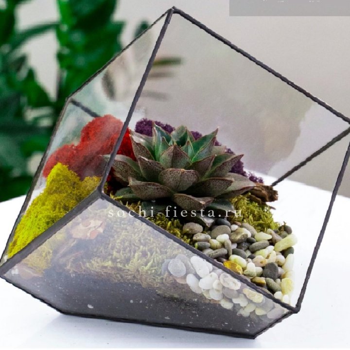 Флорариум Куб усеченный с суккулентом Каменная роза в Йошкар-Оле