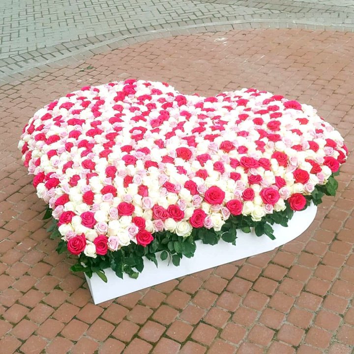 555 роза  в Йошкар-Оле