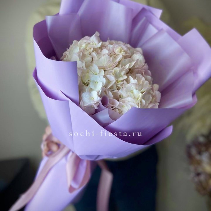 Гортензия розовая в Йошкар-Оле