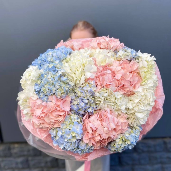 19 гортензий микс в Йошкар-Оле