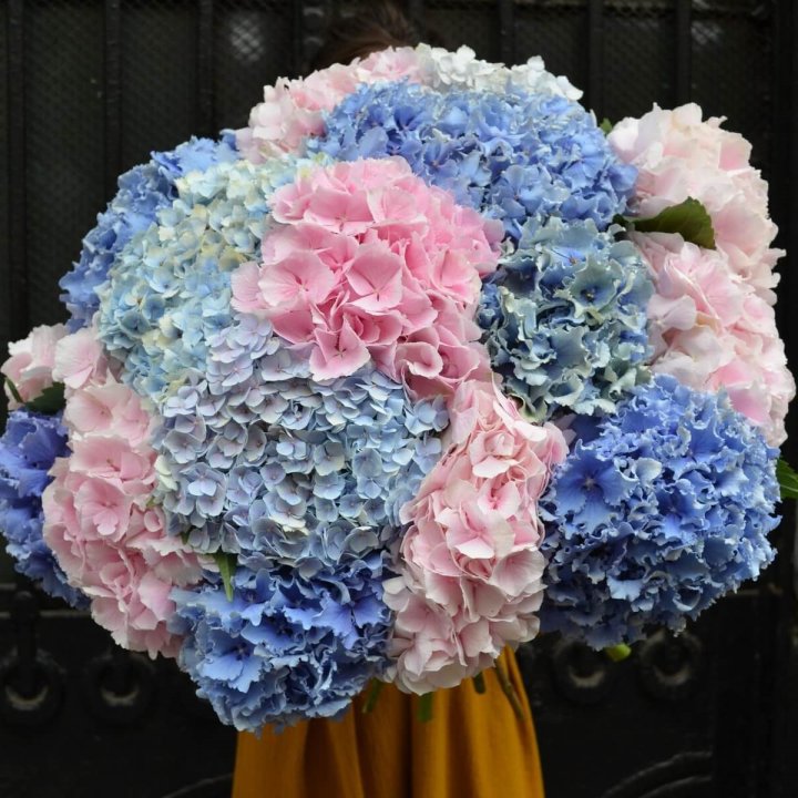 Букет гортензий "Фонтан" в Йошкар-Оле