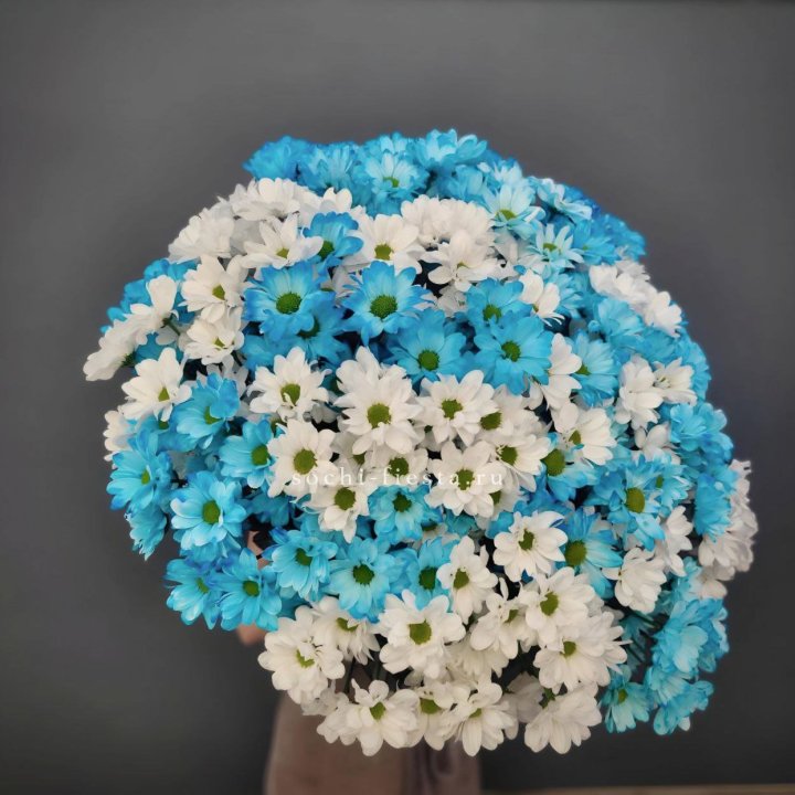  Букет хризантем микс в Йошкар-Оле