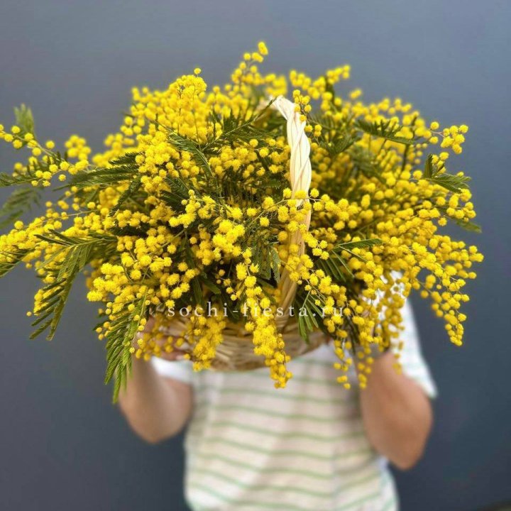 Весенняя корзина мимозы в Йошкар-Оле