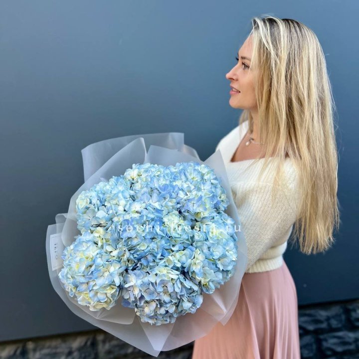 7 голубых гортензий в Йошкар-Оле