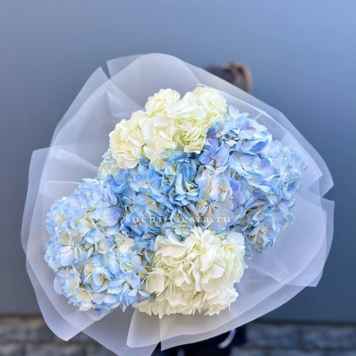 5 бело-голубых гортензий в Йошкар-Оле