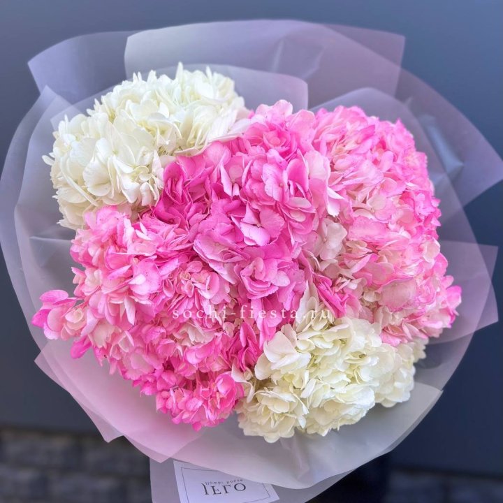 5 бело-розовых гортензий в Йошкар-Оле