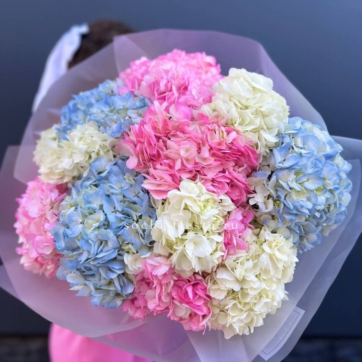 11 гортензий микс в Йошкар-Оле