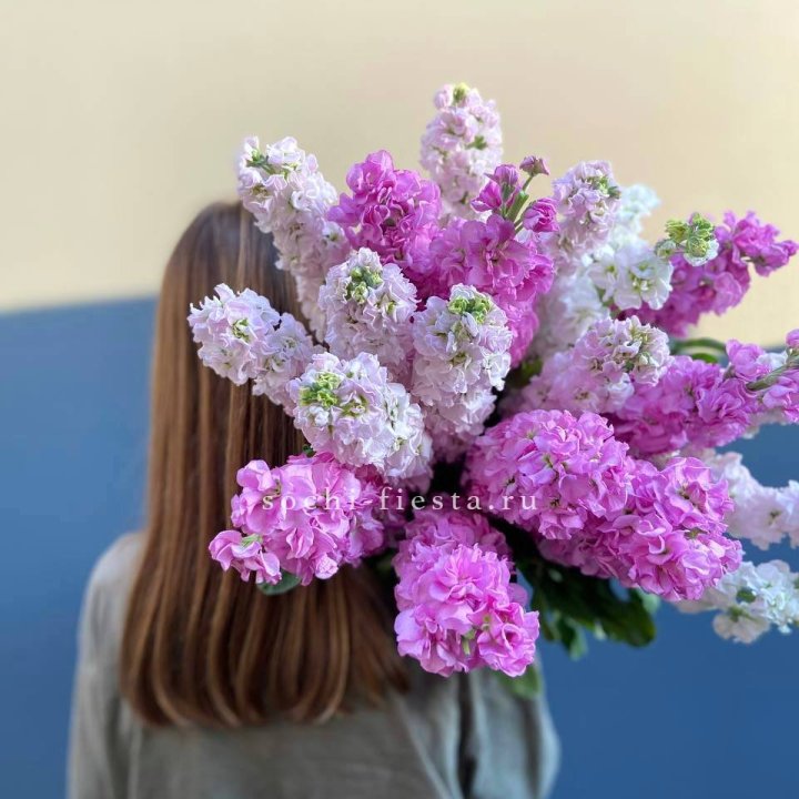 Охапка маттиолы в Йошкар-Оле