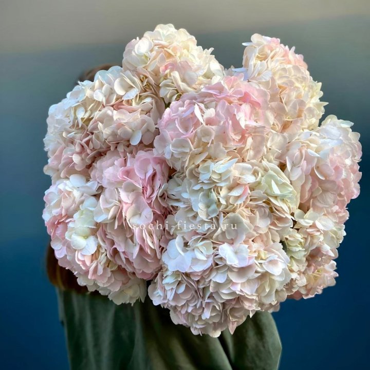 Охапка розовой гортензии в Йошкар-Оле