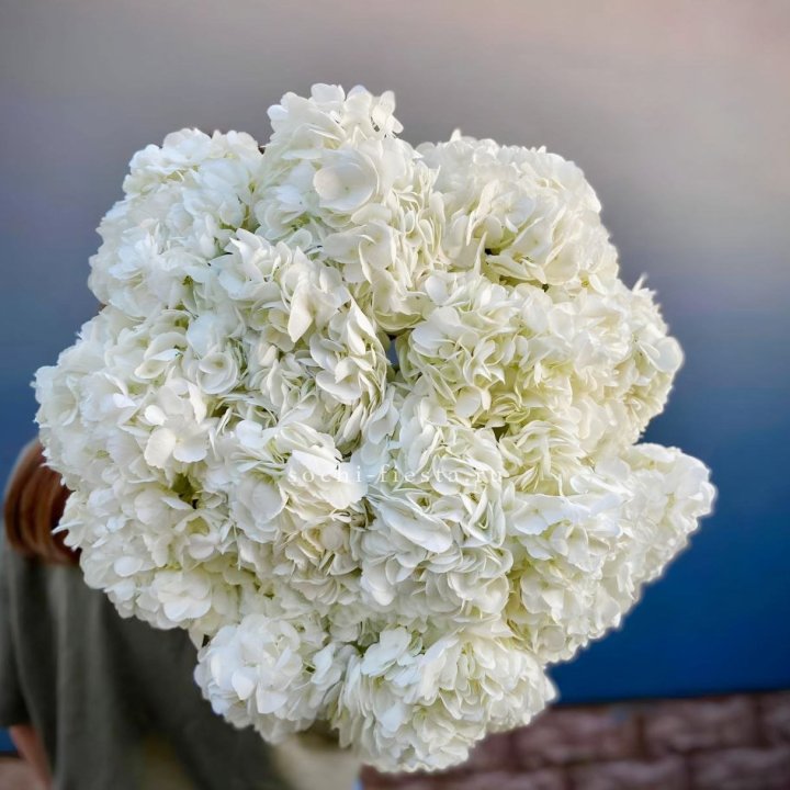 Охапка белой гортензии в Йошкар-Оле