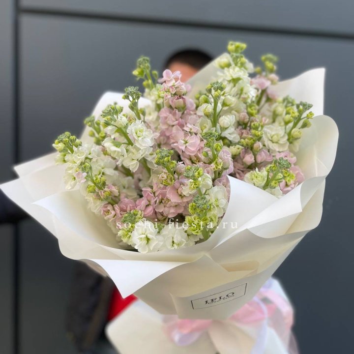 29 маттиол  в Йошкар-Оле