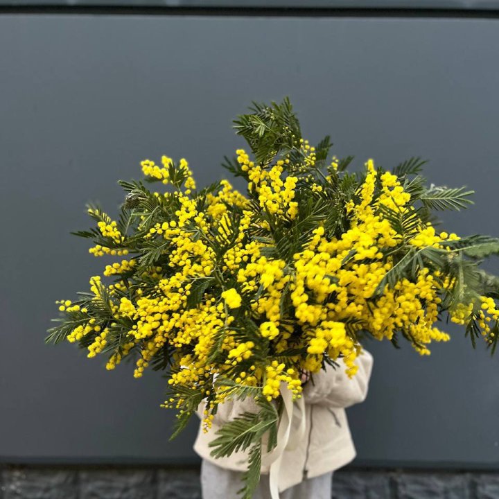 Охопка мимозы в Йошкар-Оле