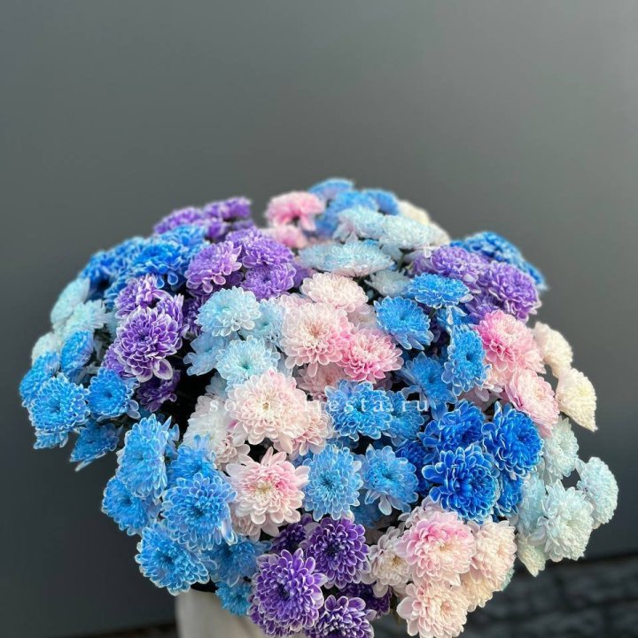 25 цветных хризантем в Йошкар-Оле