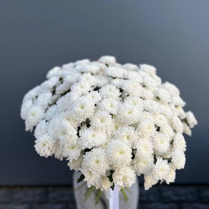  25 хризантем белых в Йошкар-Оле