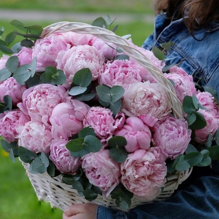 51 пион в корзине в Йошкар-Оле