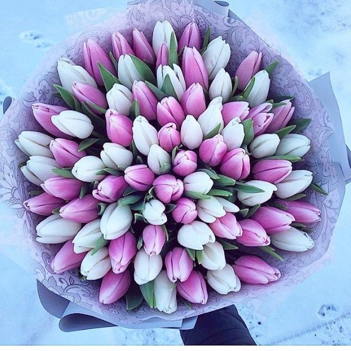 101 тюльпан "Лолипоп" в Йошкар-Оле